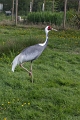 Grue a cou blanc
